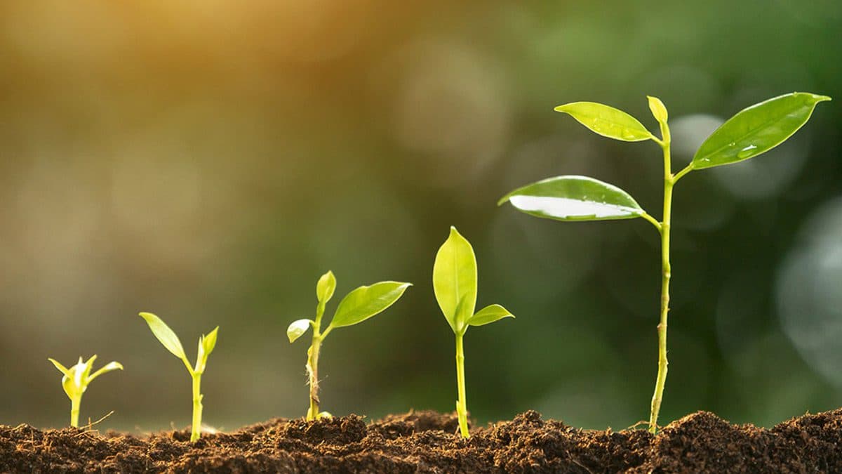 التركيب الضوئي العملية التي تغذي الحياة بأشكالها